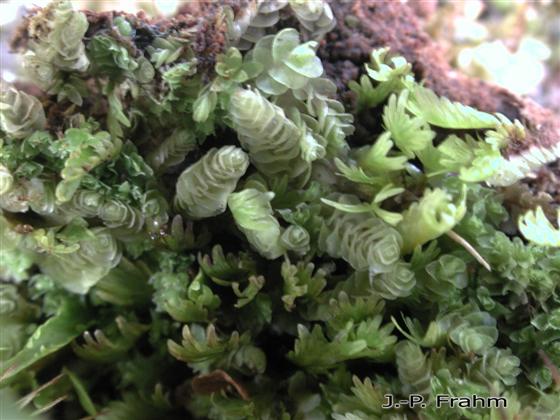 Gongylanthus ericetorum (Raddi) Nees